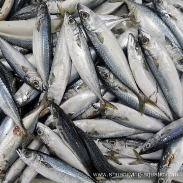 New Landing Frozen Pacific Mackerel Fish 200-300g